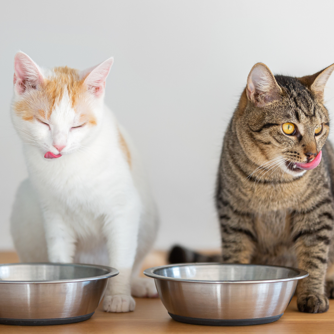 Comida para gatos: &iquest;C&oacute;mo elegir la mejor opci&oacute;n para cada etapa de vida?